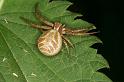 Xysticus_cristatus_D4924_Z_90_Les Gris_Frankrijk